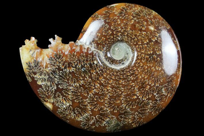 Polished, Agatized Ammonite (Cleoniceras) - Madagascar #97382